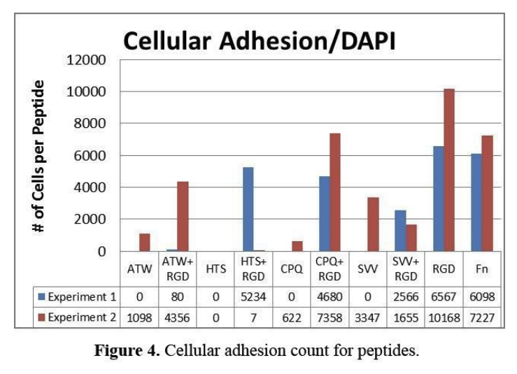 cellular adhesion count for peptides.