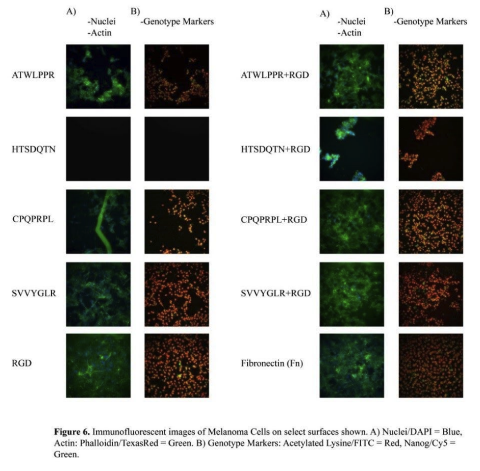 immunofluorescent images of melanoma cells on select surfaces shown. a) nuclei/dapi = blue, actin: phalloidin/texasred = green. b) genotype markers: acetylated lysine/fitc = red, nanog/cy5 = green.